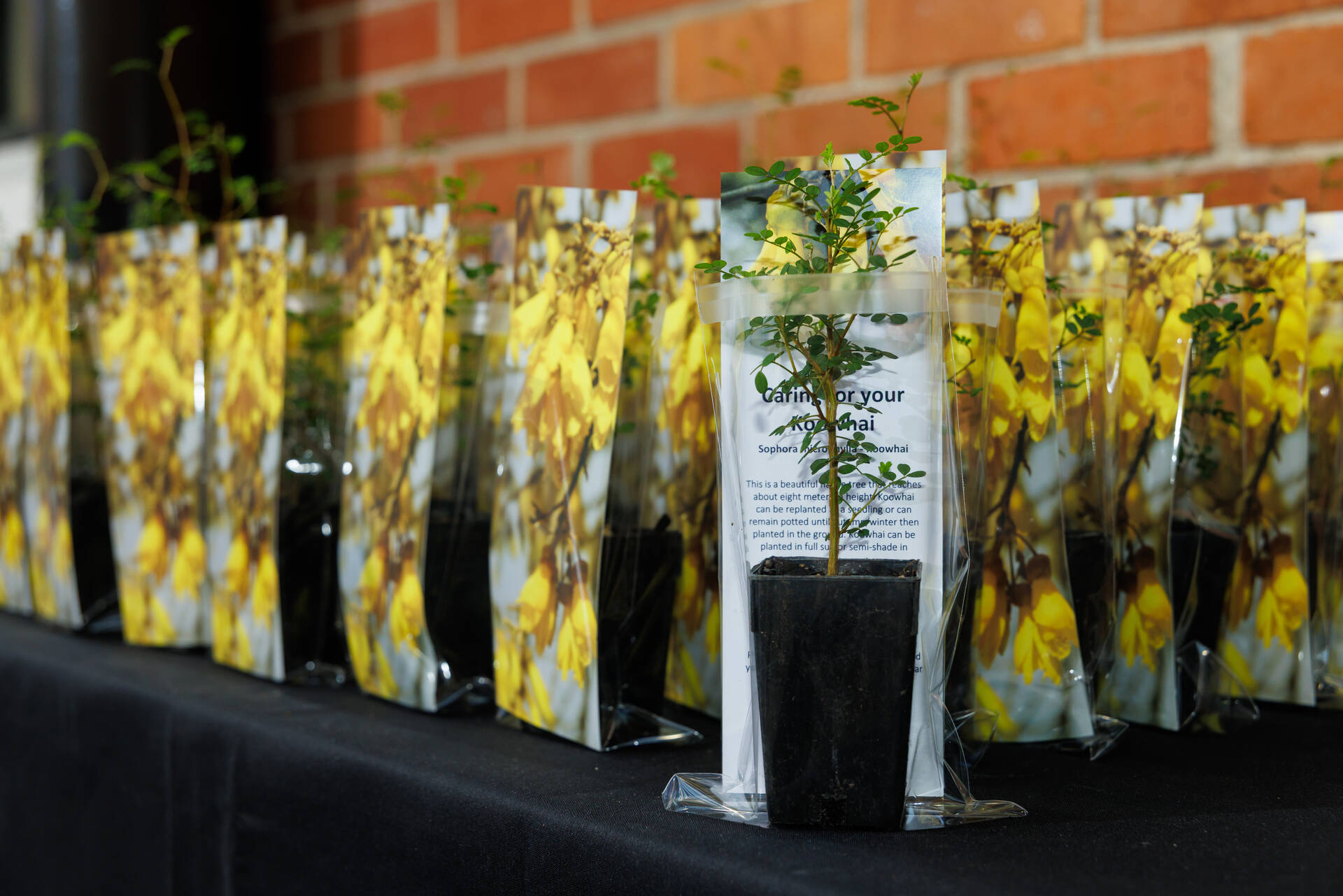 009_HCC_NZCitizenship_2_17Aug2026.jpg
