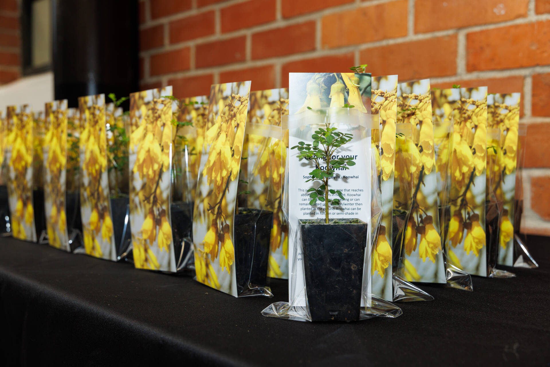 022_HCC_NZCitizenship_7Sep2026.jpg